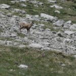 sejour randonnc3a9e lus la croix haute 6